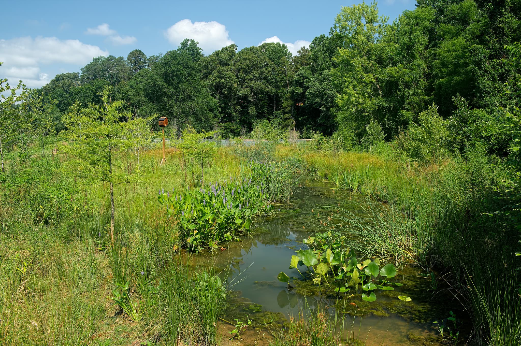 A wetland of shallow water, reeds and marsh plants at the edge of a wooded site